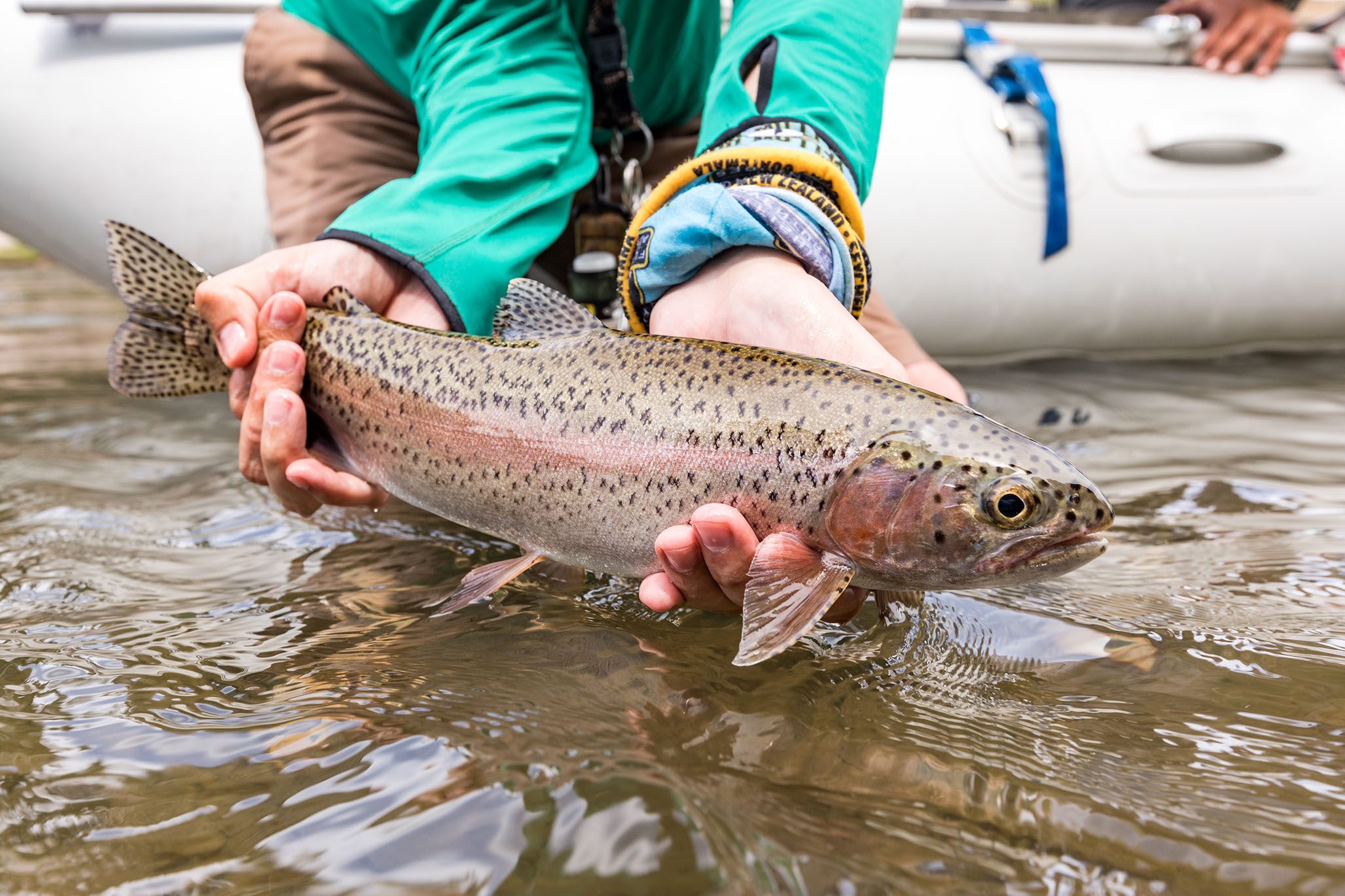 A wild Montana trout